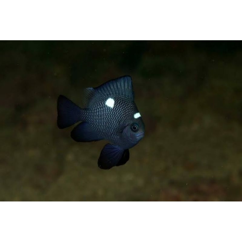 Ikan Hias Air Laut Dakocan