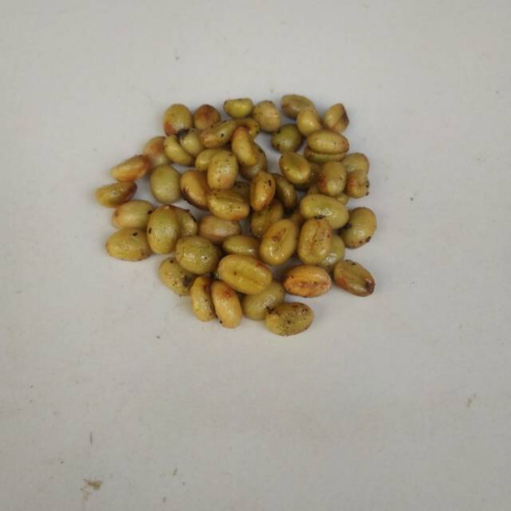 "BJR.16Ap22ᴼ" Biji benih kopi liberika kopi nangka unggul