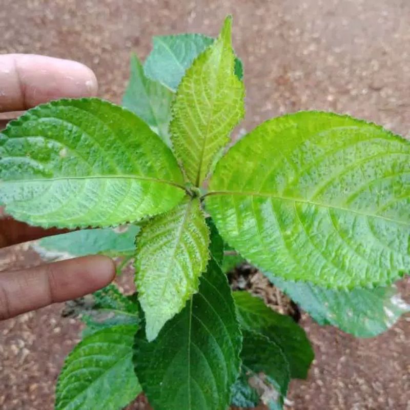 keji beling tanaman herbal tanaman keji beling