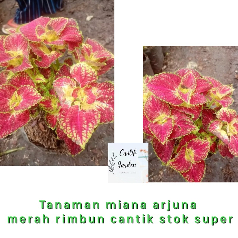 Tanaman miana arjuna merah rimbun cantik stok super