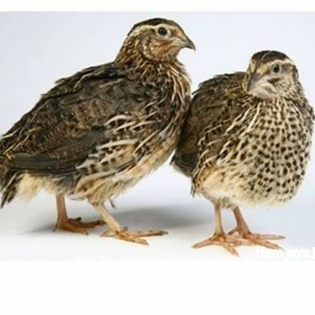 BURUNG PUYUH SEPASANG JANTAN BETINA UNTUK TERNAK PAKAN ULAR REPTIL