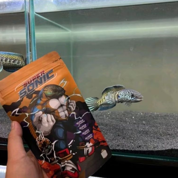 Pelet Super Sonic Bang Fish Pakan Channa Auranti, Pulchra, Andrao, Stewarti, Limbata, Maru