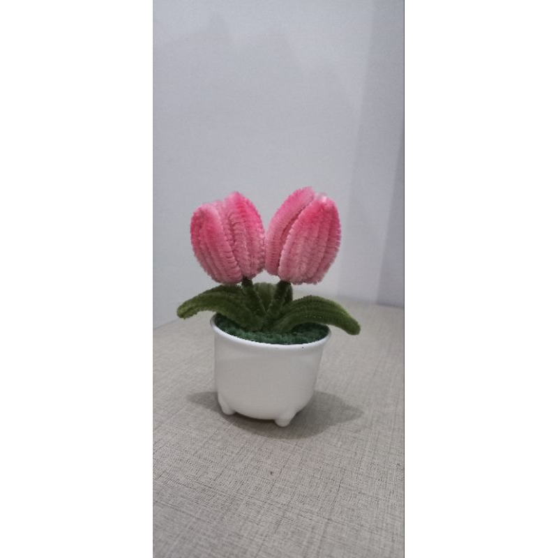 Tulip pink