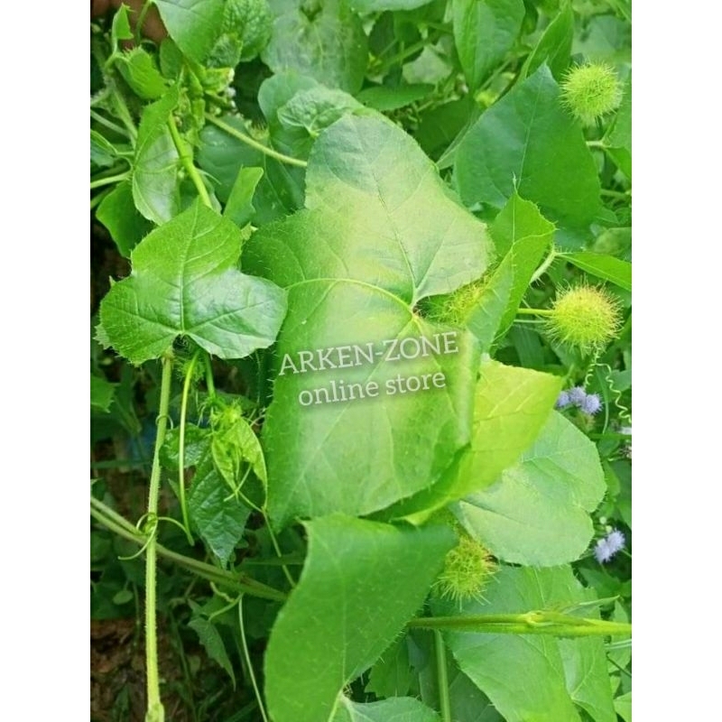 

Daun dan akar rambusa segar vermot markisa mini