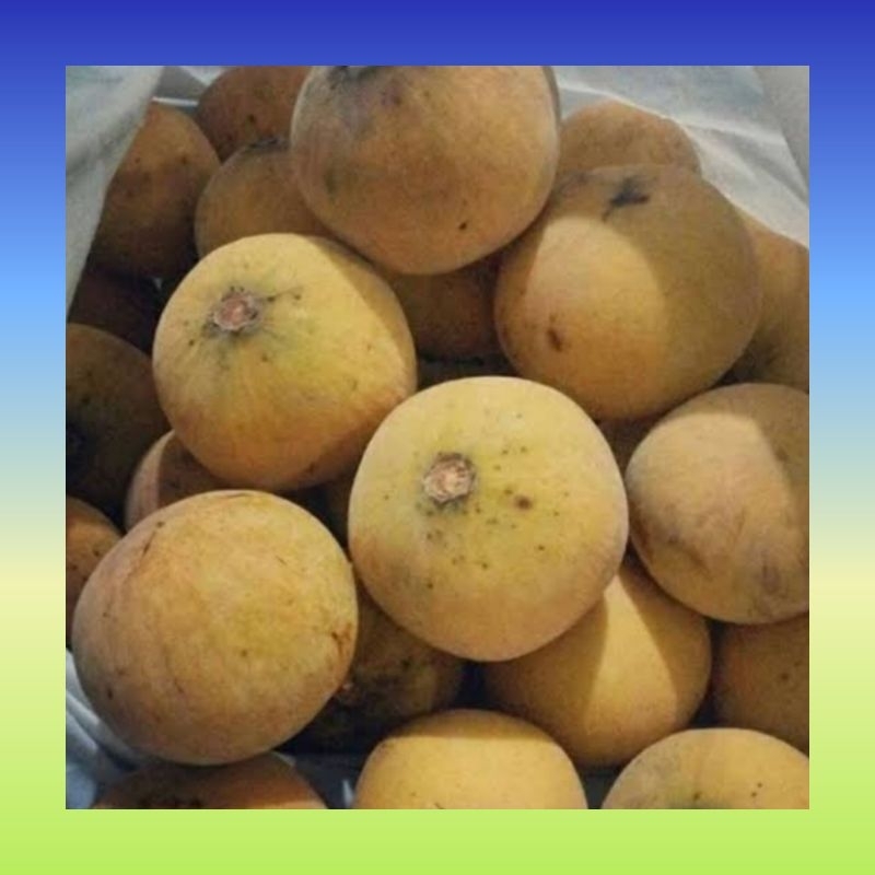 

Buah kecapi segar 1 kg | Kecapi fresh manis | Buah kecapi fresh | Kecapi segar kiloan