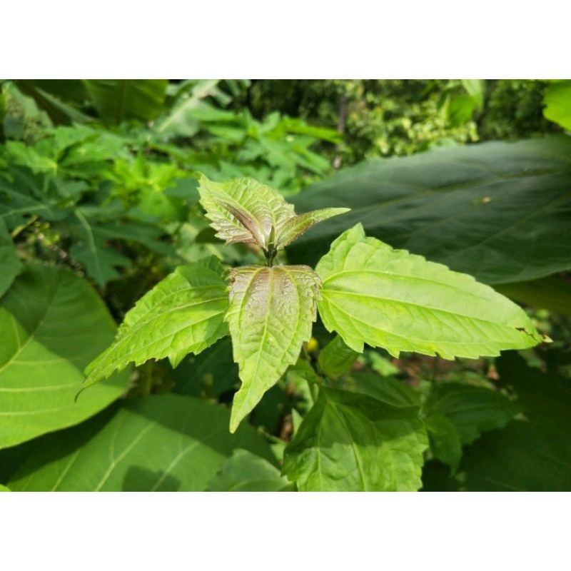 

daun seglan kirinyuh segar 500gram
