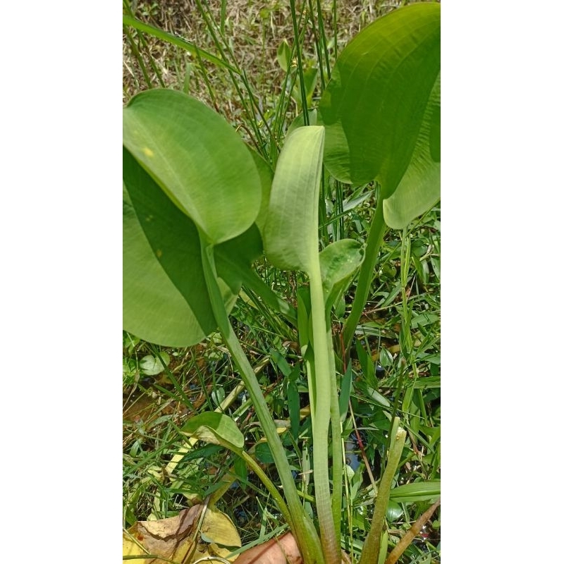 

Daun genjer Sayur segar /100 gram
