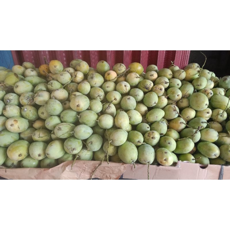 

mangga indramayu