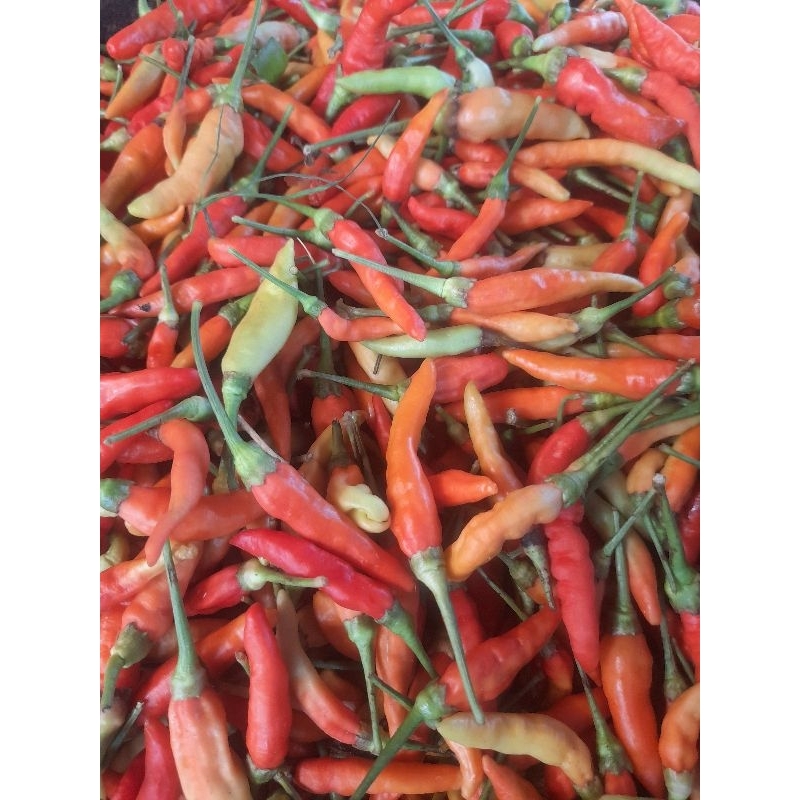 

cabe rawit 500gr