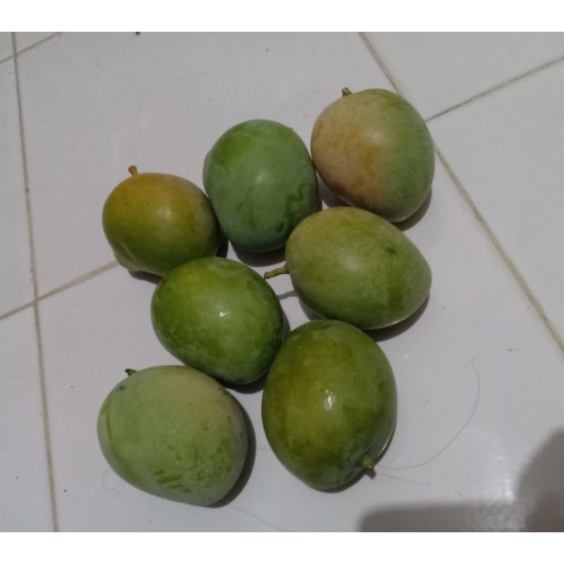 

MANGGA MALAYSIA YG SUDAH MAU MASAK /PASAR MAKASSAR