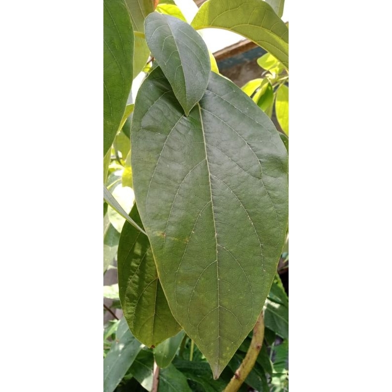

Daun alpukat seger perlembar