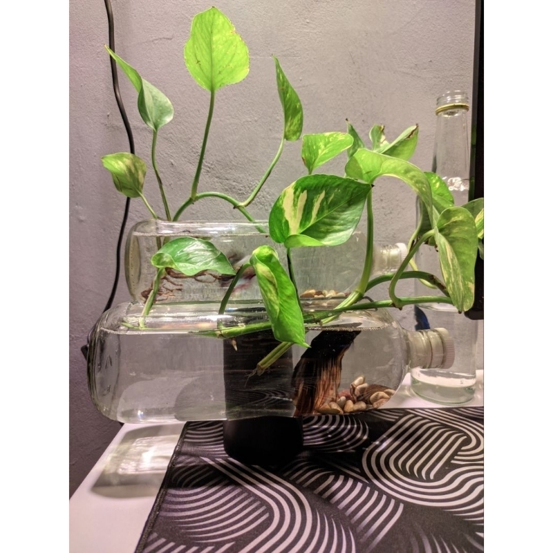 paket lengkap - Aquarium mini