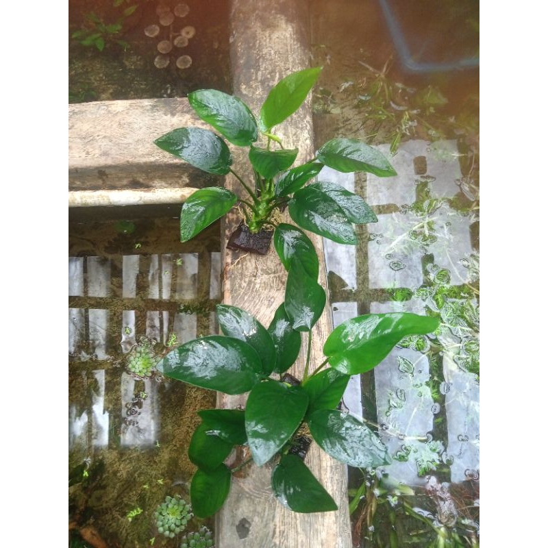 anubias Nana size XL media kayu rentek aquascape