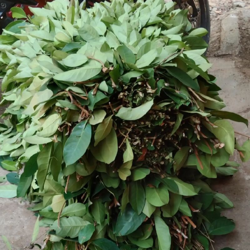 

Daun salam segar bumbu dapur(harga 1kg)
