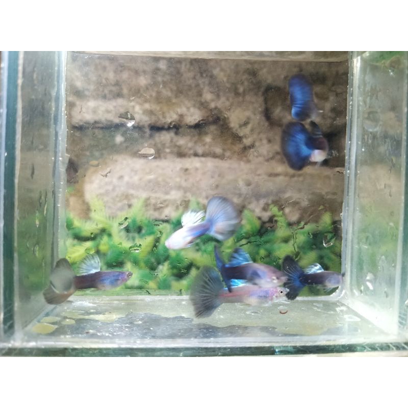 Hiasan aquarium guppy blue moscow