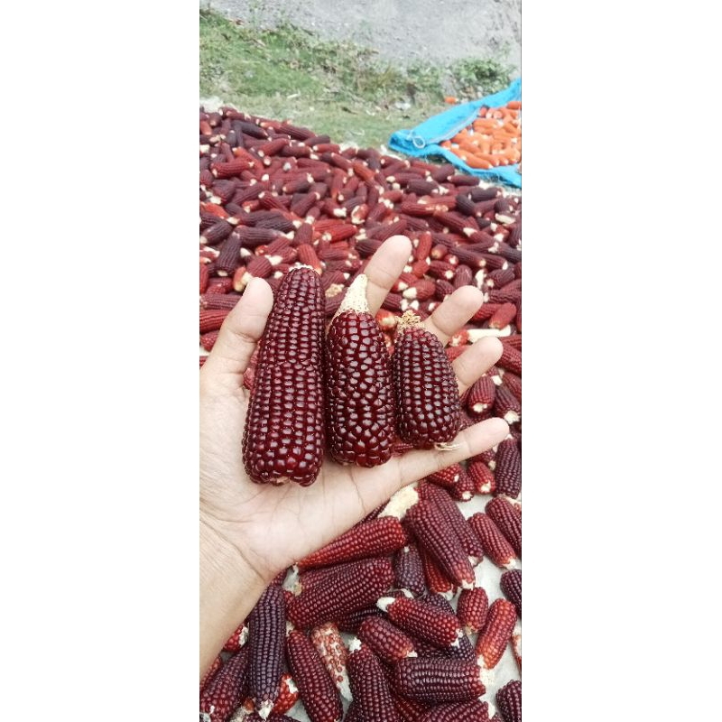 SNACK HAMSTER DRIED CORN SNACK GIGITAN HAMSTER JAGUNG KERING SIZE MINI