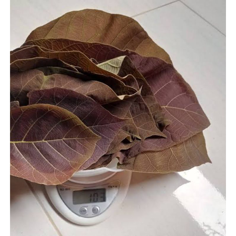

Pucuk Daun Jati Muda Merah / Bersih : 250Gram