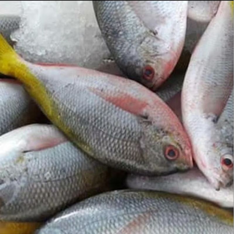 

ikan laut ekor kuning 1kg