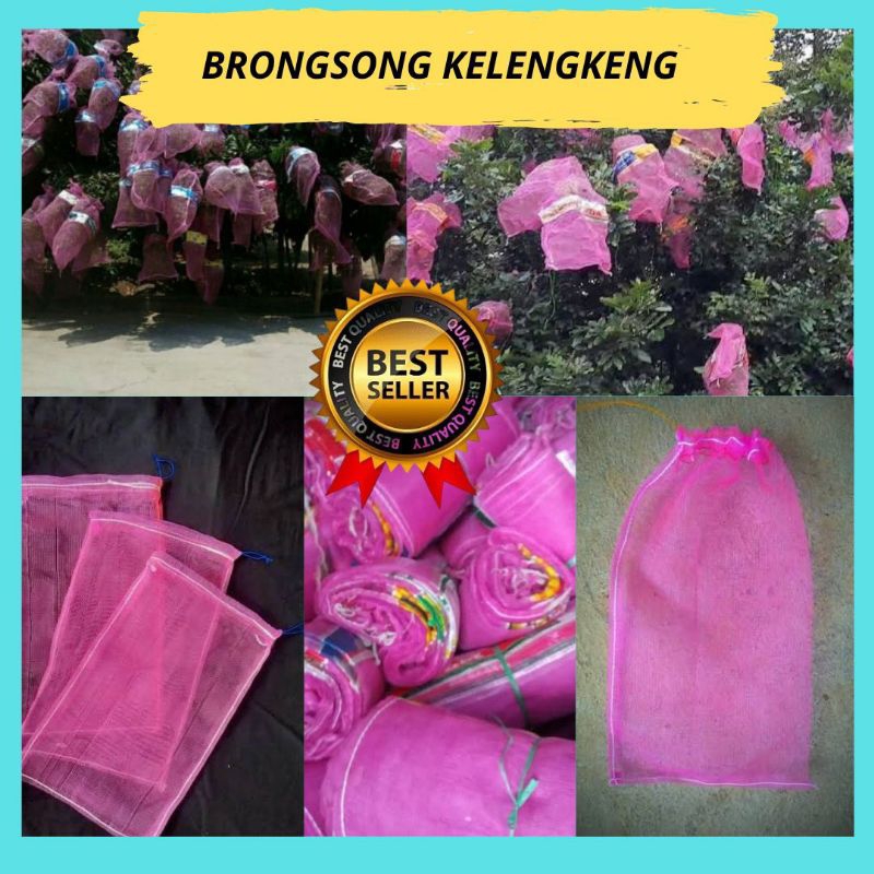 TERBAGUS.! Bungkus Klengkeng Di Pohon, Bungkus Buah Kelengkeng, Bungkus Buah Lengkeng