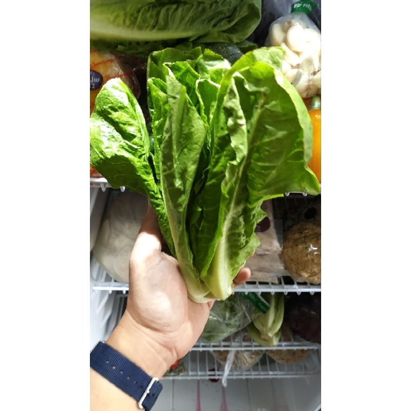 

Selada Romaine - sangkek.sayur PALEMBANG