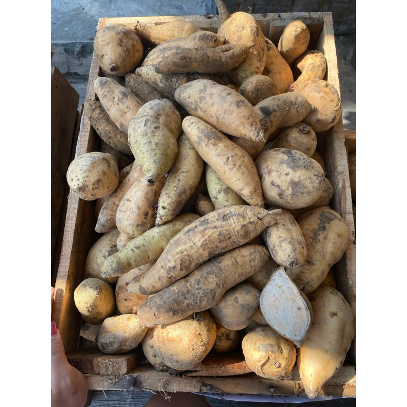 

Ubi Cilembu