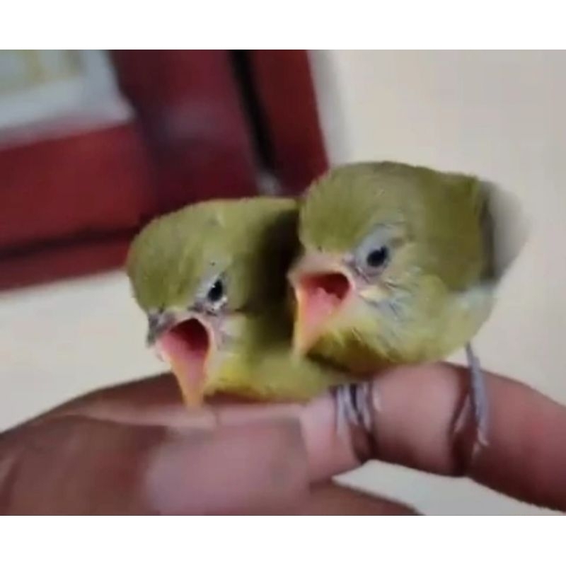 anakan lolohan pleci pacitan