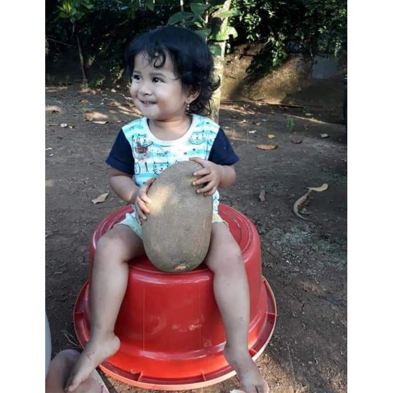 Mamey Sapote Magana  ( potong cangkok )