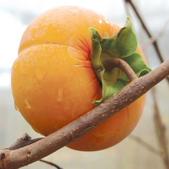 

Buah Persimon / Persik / Persimmon 500g Import Fresh Premium / Buah Kesemek 500g Segar Masih Baru