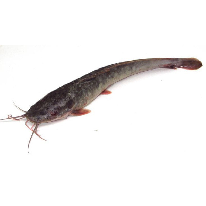 

IKAN LELE SEGAR 500 gram IKAN SEGAR SIDOARJO