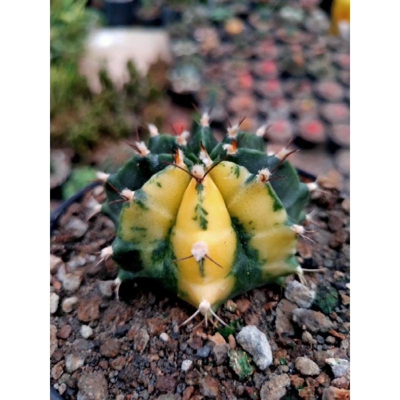 Kaktus Gymno variegata dari biji diameter 5 cm / Gymnocalicium muhanovichii hybrid variegata seedlin