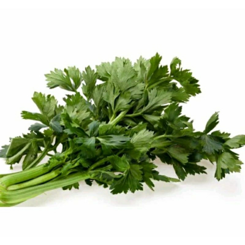 

Daun Saledri segar / 500gr. Fresh langsung dari Petani