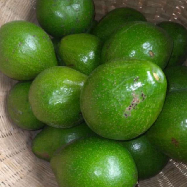 

ALPUKAT MENTEGA 1 KG