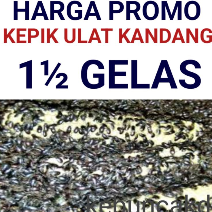 Update Merakyat  kepik ulat kandang 1  gelas siap produksi