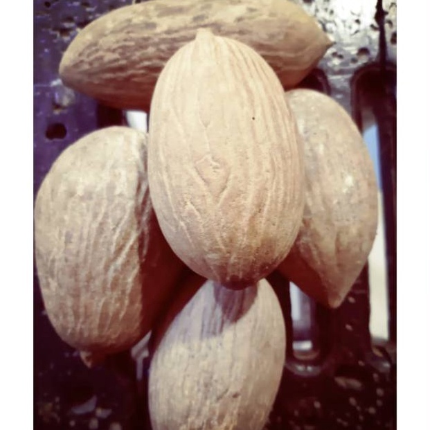 

Sikat Habis Buah Ulin Asli Kalimantan