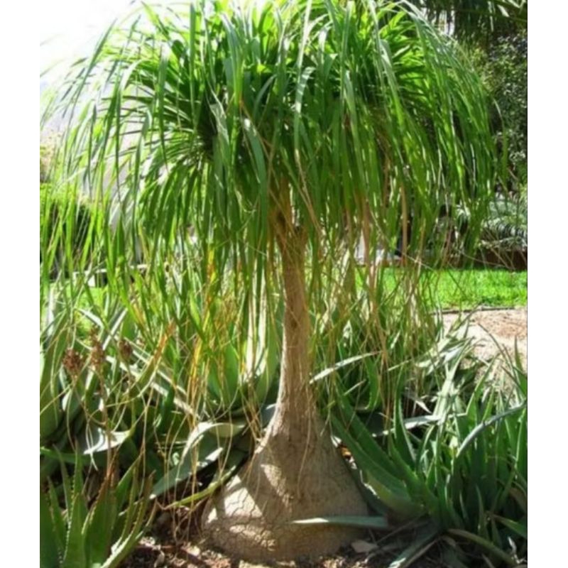 Tanaman Hias Palem Nolina Bonggol Besar