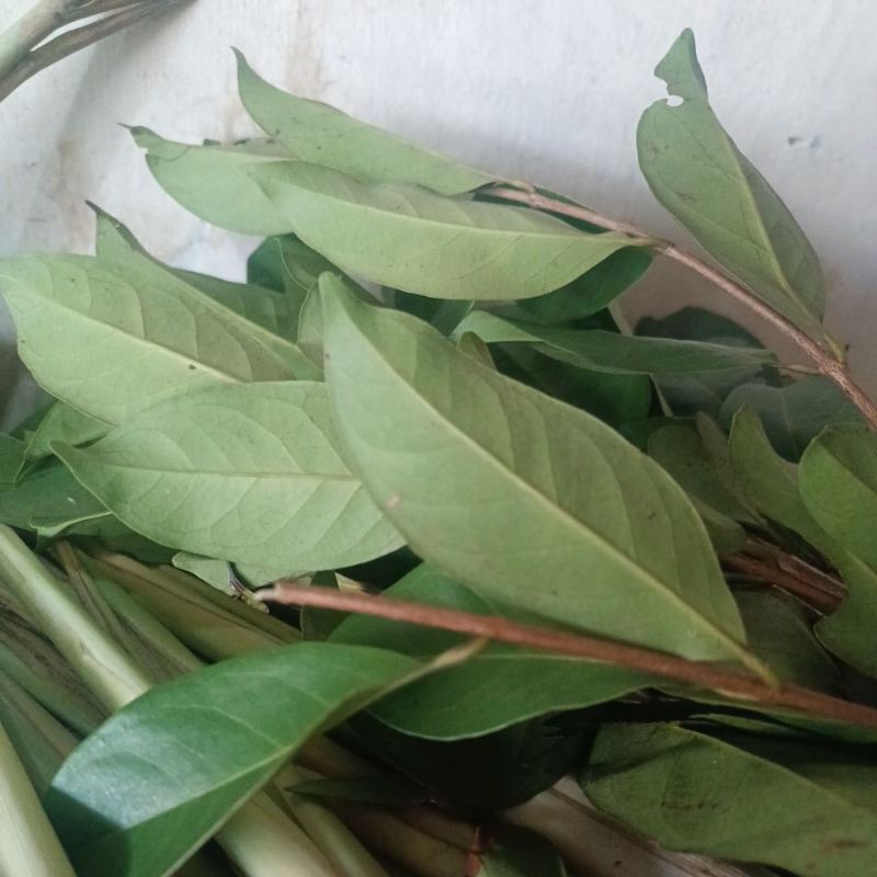 

Daun Salam Segar untuk Masakan Sedap