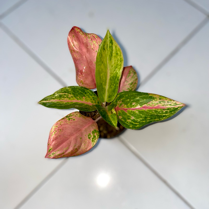 Aglaonema Golden baby