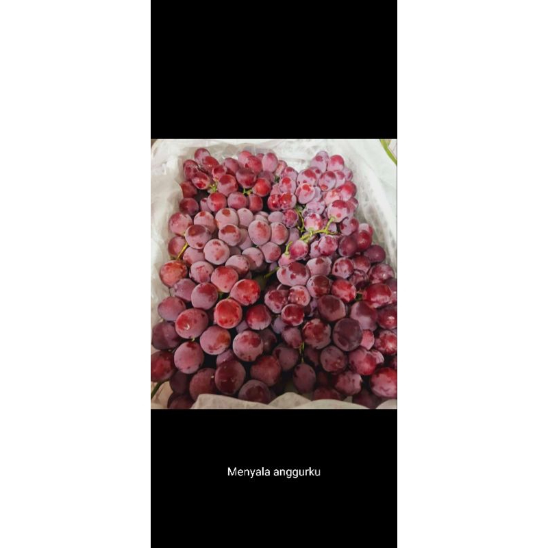 

anggur merah Fress 1kg
