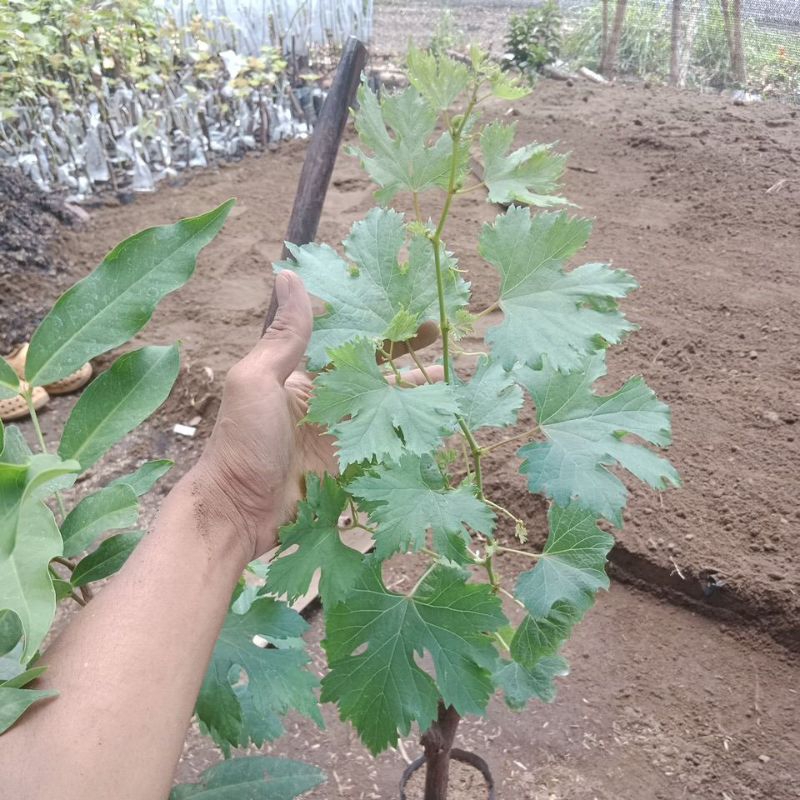 bibit anggur lorano super batang besar