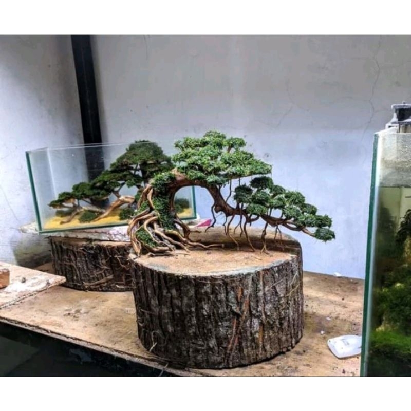 Bonsai aquascape siap pakai ukuran p30. cm sudah diplanting mossjava