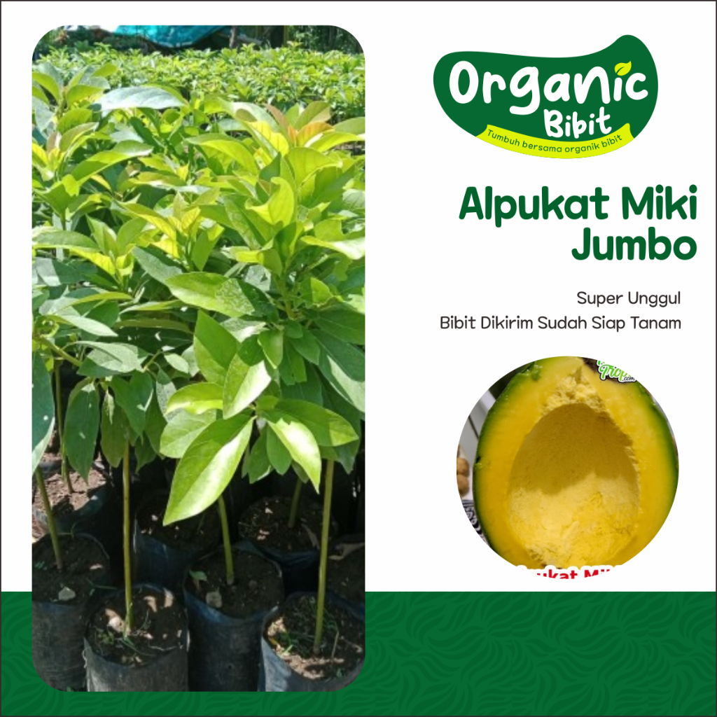 bibit alpukat miki jumbo batang besar okulasi