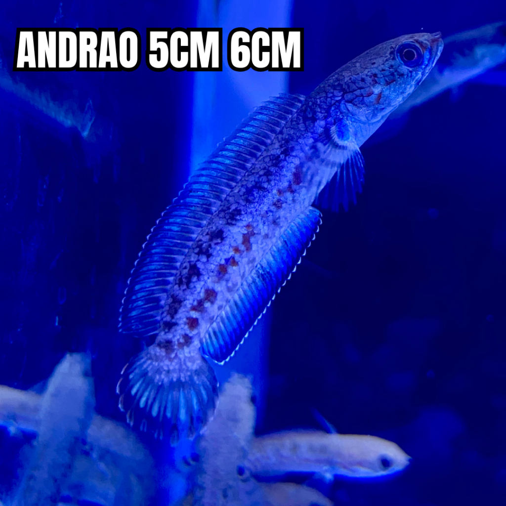 CHANA ANDRAO UKURAN 5CM 6CM PALING MURAH BERGARANSI