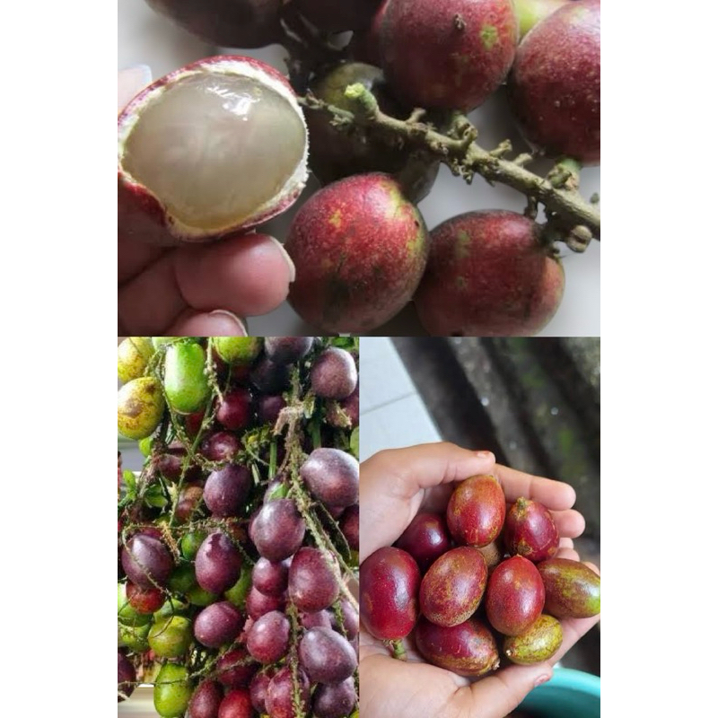 

Buah Matoa Fresh Baru Petik