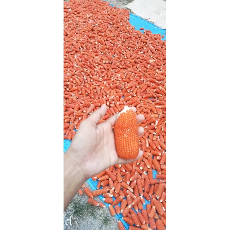 Jagung Utuh 1kg/Gigitan Hamster/Jagung Kering
