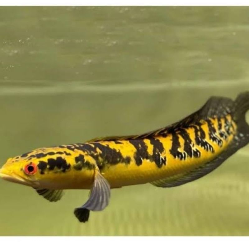 

yellow santerum ukuran 8-10
