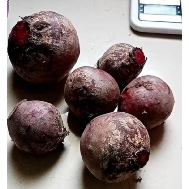 

Buah Bit Segar 1Kg Kualitas Grade B/Rijek/Gundul
