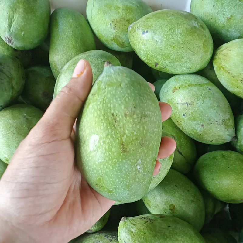 

Mangga Madu Kecil