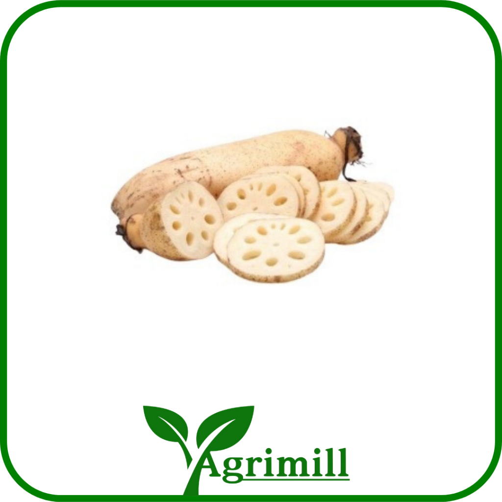 

Lotus Root | Akar Bunga Seroja