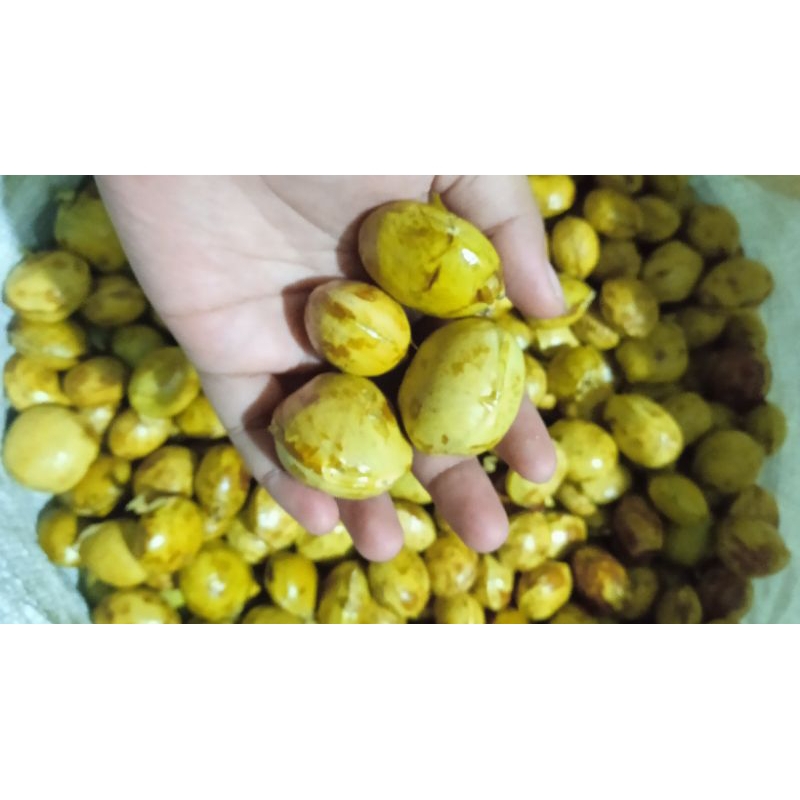 

jengkol tua lokal purwokerto