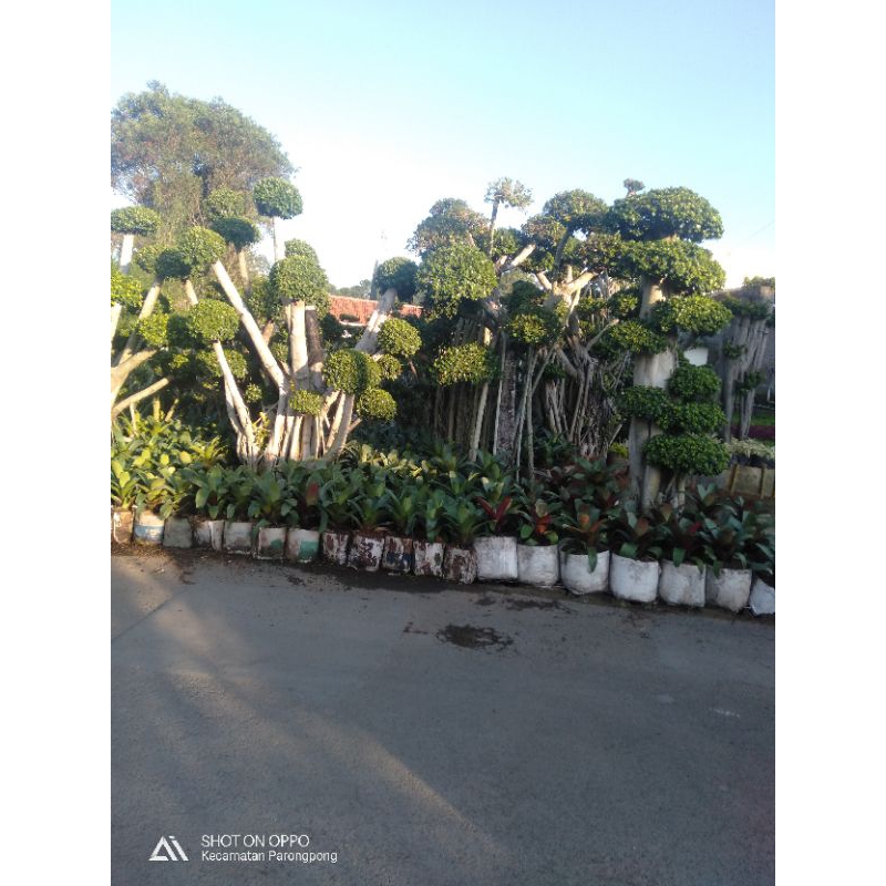 Terbaru pohon beringin korea-beringin dolar / bonsai taman super besar